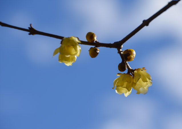 2017.01.16ロウバイ背景雲　松島